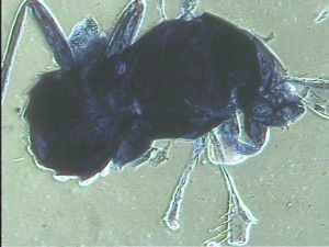 Anaphes bruxellensis 1.jpg