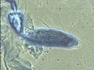 Anaphes bruxellensis 10.jpg