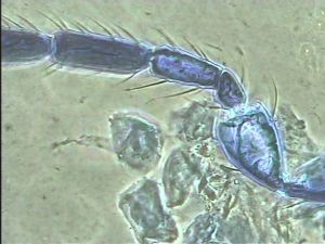 Anaphes bruxellensis 11.jpg