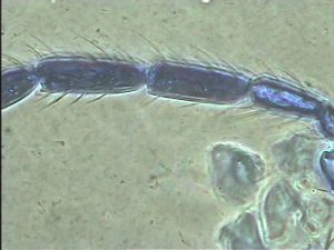 Anaphes bruxellensis 12.jpg