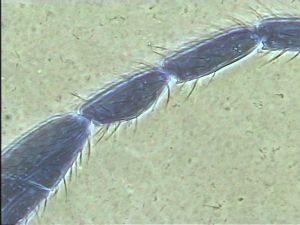 Anaphes bruxellensis 13.jpg