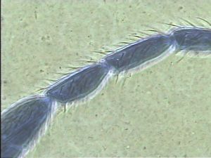 Anaphes bruxellensis 14.jpg