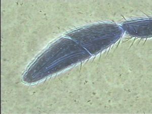 Anaphes bruxellensis 15.jpg