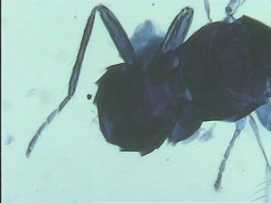 Anaphes bruxellensis 2.jpg