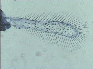 Anaphes bruxellensis 3.jpg