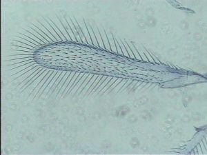 Anaphes bruxellensis 4.jpg