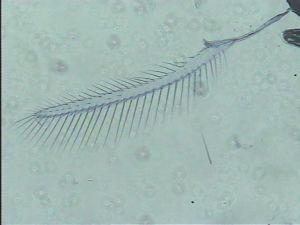 Anaphes bruxellensis 5.jpg