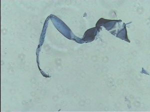 Anaphes bruxellensis 8.jpg