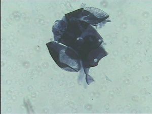 Anaphes bruxellensis 9.jpg