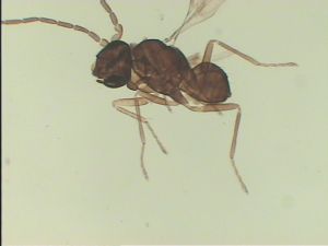 Th1010-1 diana male.jpg