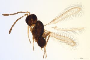 Th510-0 lameerei Ptype.jpg