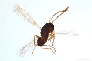 Th512-0  lameerei Ptype.jpg