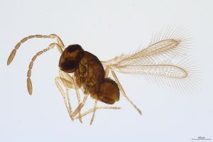 Th515-0  lameerei Ptype.jpg