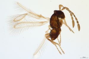 Th516-0  lameerei Ptype.jpg