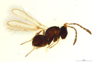 Th517-0 lameerei Ptype.jpg