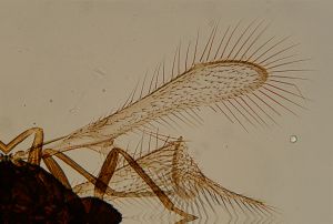 Th521-1 crassipennis male.jpg