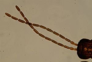 Th521-2 crassipennis male.jpg