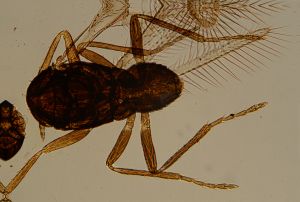 Th521-3 crassipennis male.jpg