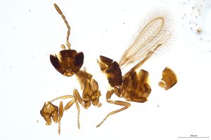 Th522-0 lameerei Ptype.jpg