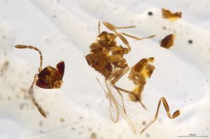 Th523-0 lameerei Ptype.jpg