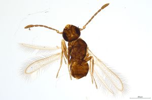 Th525-0 lameerei Ptype.jpg