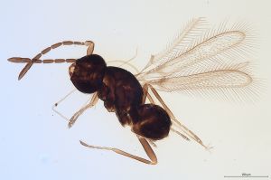 Th529-0 lameerei Ptype.jpg