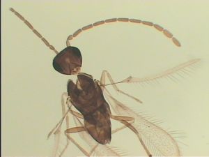 Th933-1 diana male.jpg