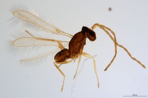 Th936-0 diana male.jpg