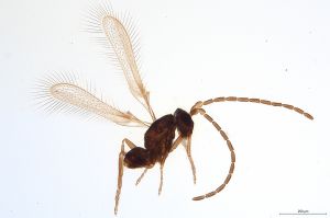 Th955-0 diana male.jpg