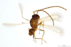 Th966-0 diana male.jpg