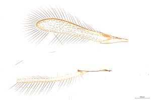 Th3334-0 cf. diana.jpg