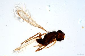 Th3561-0 diana cf. male.jpg