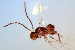 Th3570-0 diana male.jpg