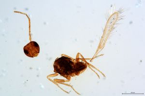 Th3584-0 diana cf. male.jpg