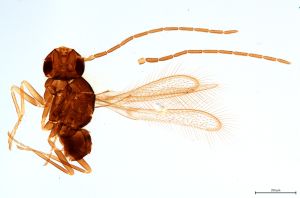 Th3818-0 Th3817-0 diana cf. M1 !! male.jpg