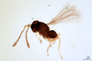 Th3903-I-0 diana.jpg