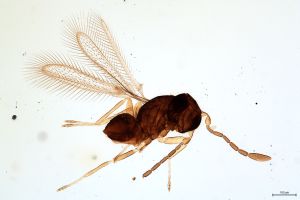 Th3903-II-0 diana.jpg