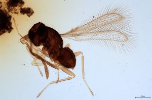 Th3903-III-0 diana.jpg