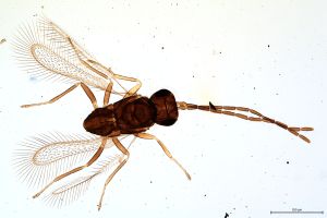 Th3903-VI-0 diana male.jpg