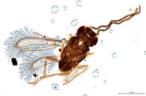 Th3904-0 diana male.jpg