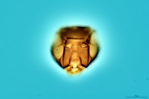 Th3260-0-1 diana.png