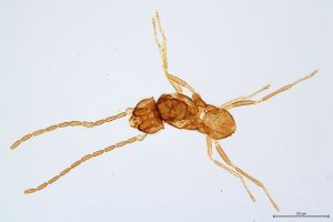 Th3905-0 diana male.jpg