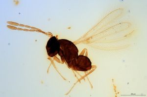 Th1085-0 diana-obscurus.png