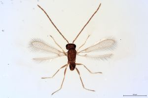 Th105-0 flavipes cf. male.jpg