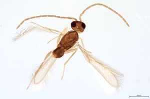 Th113-0 flavipes male.jpg