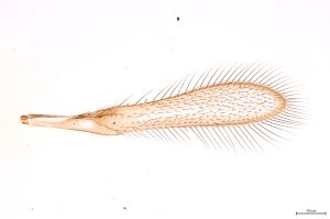 Th120-0 flavipes male.jpg