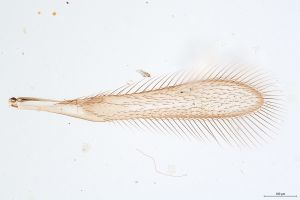 Th133-0 flavipes.jpg