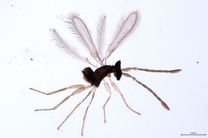 Th137-0 flavipes.jpg