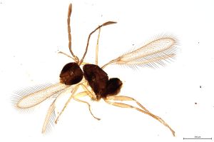 Th140-0 flavipes.jpg