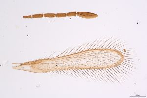 Th144-0 flavipes.jpg